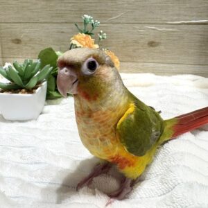 ホオミドリアカオウロコインコ パイナップル image130