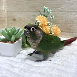 ホオミドリアカオウロコインコ ノーマル image134