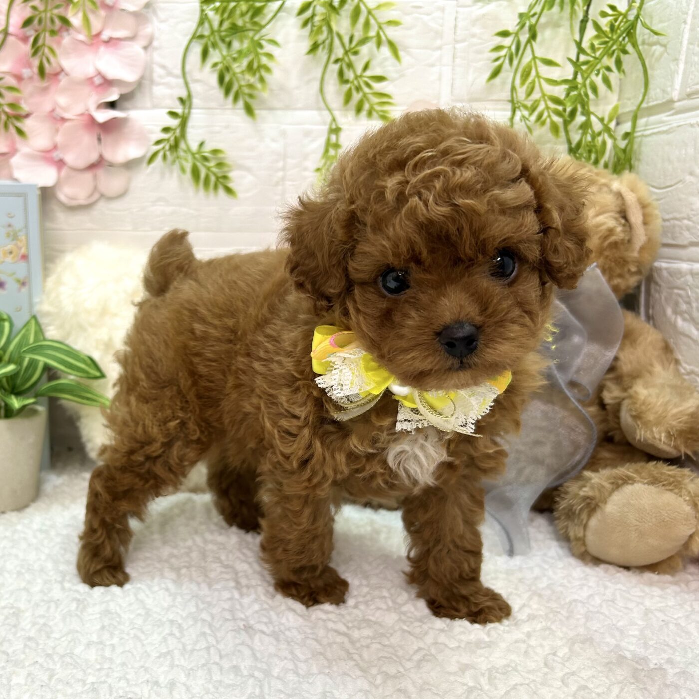 トイプードル - 大阪・兵庫のペットショップ｜犬猫・トリミングなら