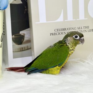 ワキコガネウロコインコ image3