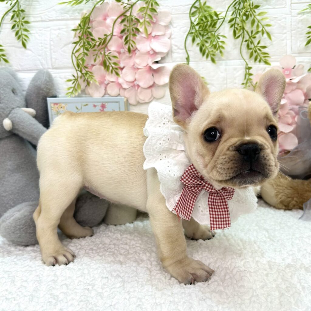 フレンチブルドッグ - 大阪・兵庫のペットショップ｜犬猫・トリミング