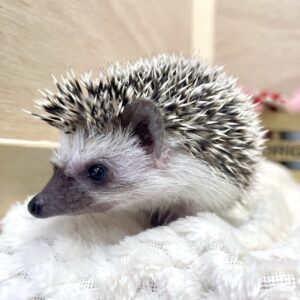 ハリネズミ(ソルト&ペッパー)② image6
