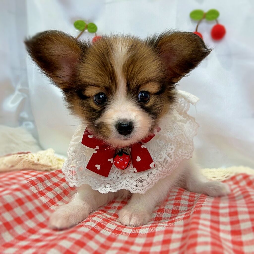 パピヨン - 大阪・兵庫のペットショップ｜犬猫・トリミングならピースワン