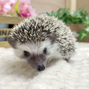 ハリネズミ(ソルト&ペッパー)① image9