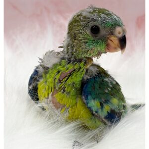 photo-output