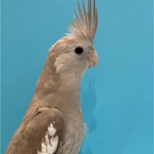 オカメインコ(ホワイトフェイス) photo-output