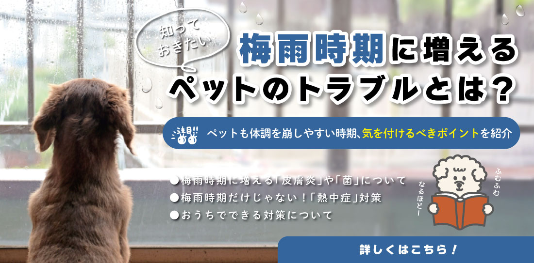 梅雨時期に増えるペットのトラブルとは?