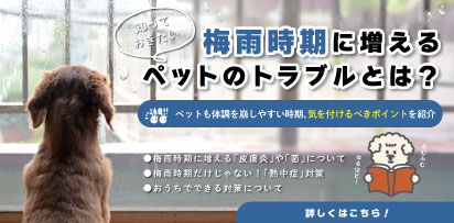 梅雨時期に増えるペットのトラブルとは?