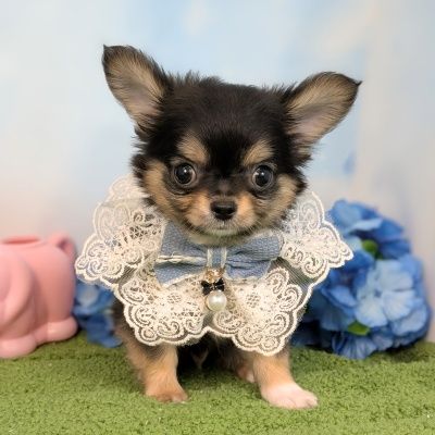 チワワ 家族が決まりました♪ - 大阪・兵庫のペットショップ｜犬猫