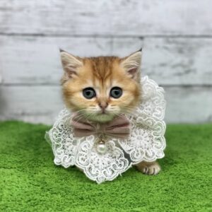 ブリティッシュショートヘアー 21