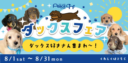 ダックスフェア開催中!