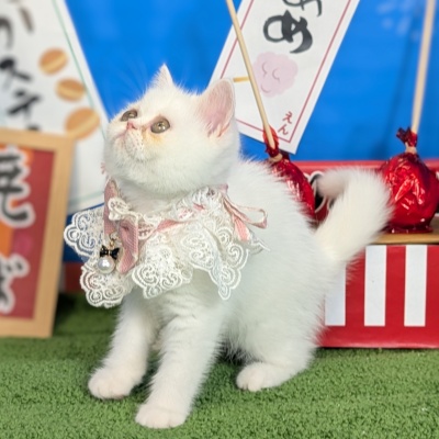 エキゾチックショートヘア - 大阪・兵庫のペットショップ｜犬猫