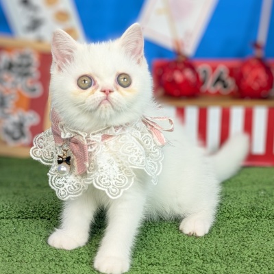 エキゾチックショートヘア - 大阪・兵庫のペットショップ｜犬猫