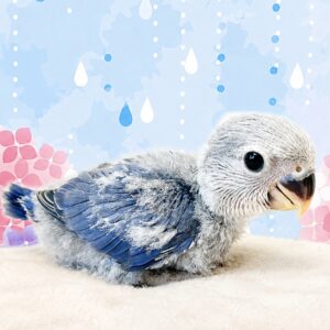 バイオレット