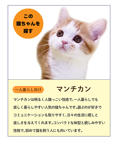 マンチカン