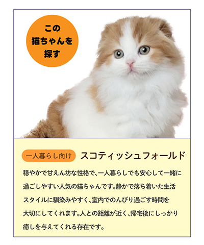 スコティッシュフォールド
