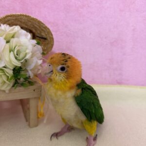 シロハラインコ しろ2