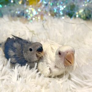 コザクラインコ IMG_0194