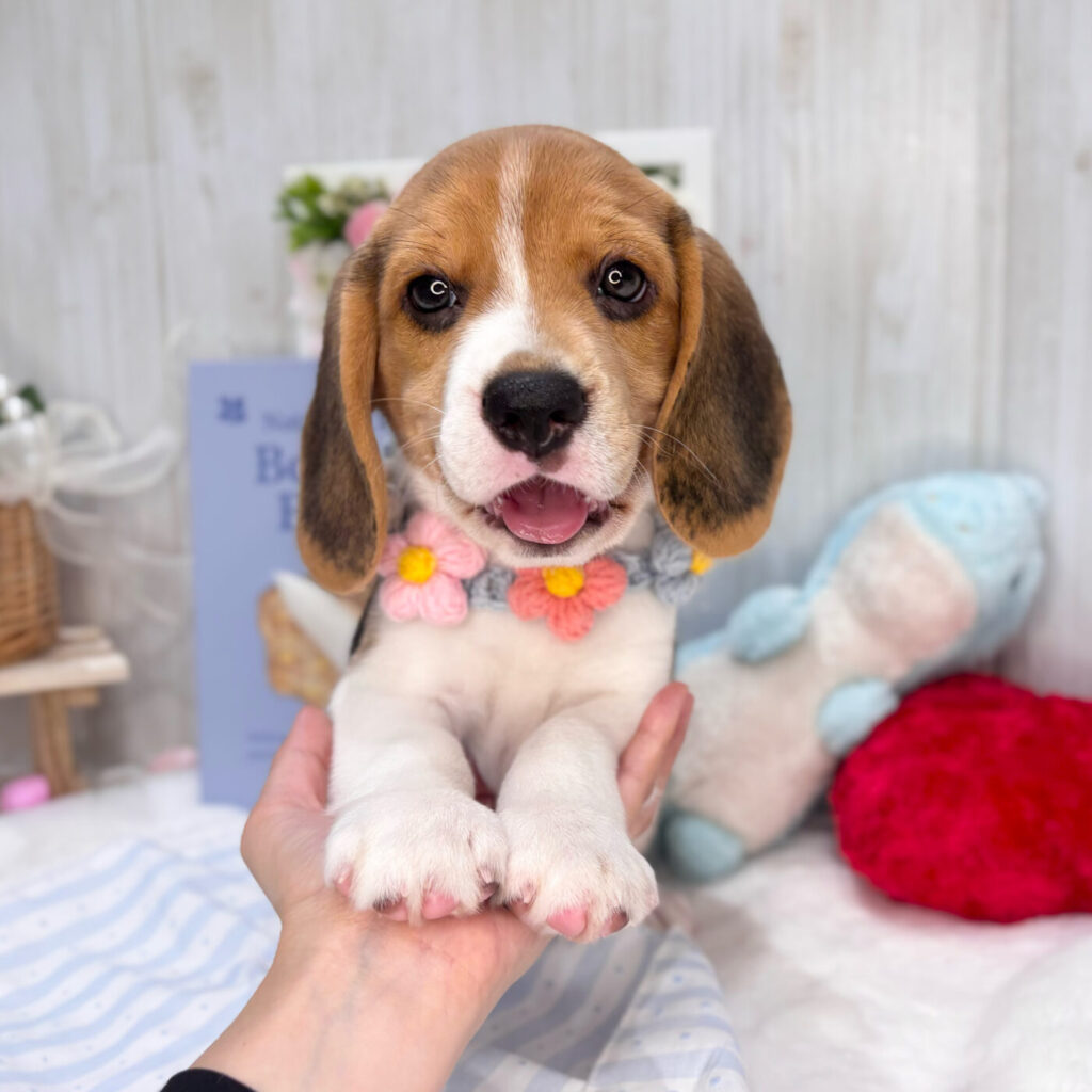 ビーグル - 大阪・兵庫のペットショップ｜犬猫・トリミングならピースワン