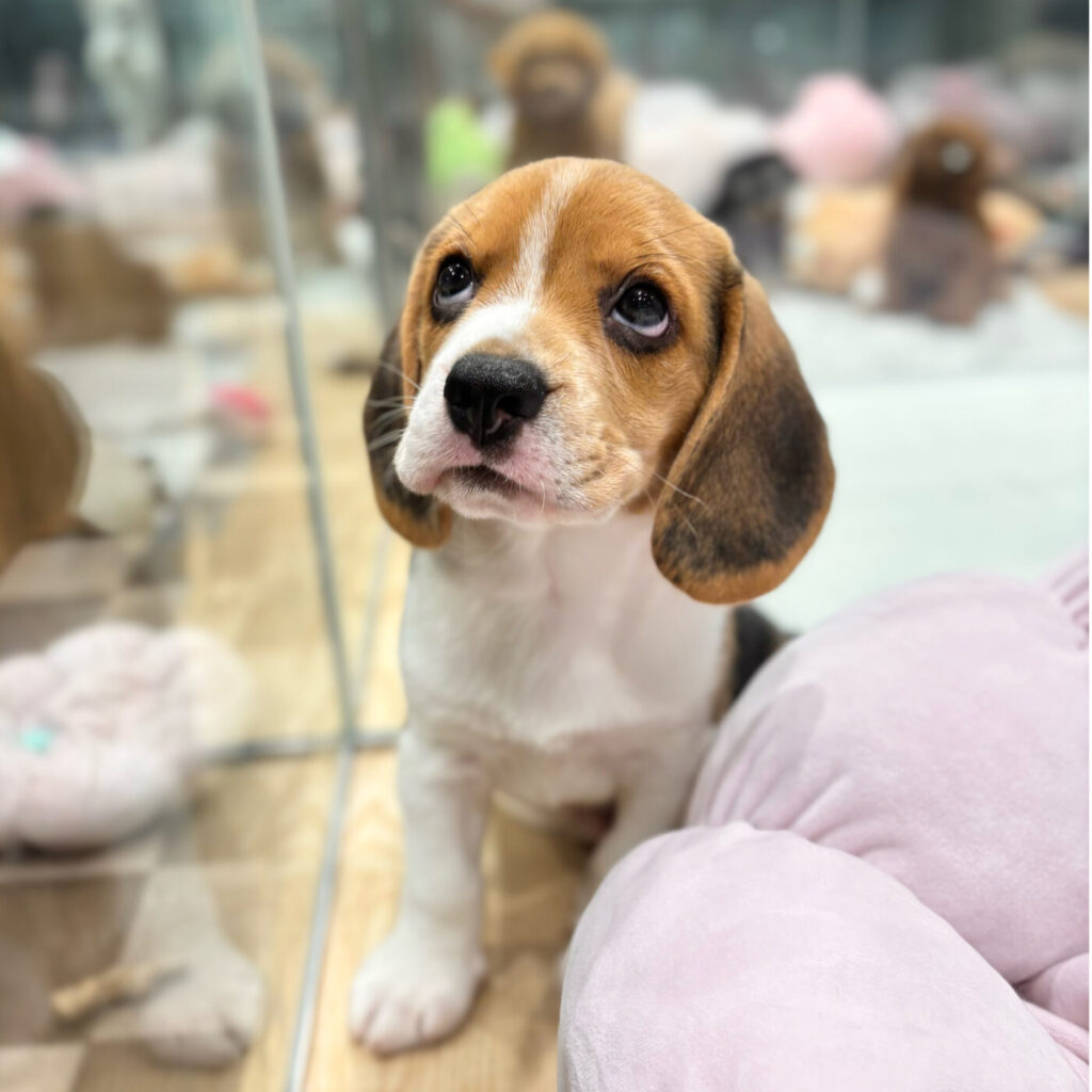 ビーグル - 大阪・兵庫のペットショップ｜犬猫・トリミングならピースワン