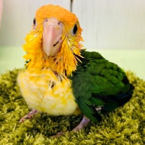 シロハラインコ IMG_2215