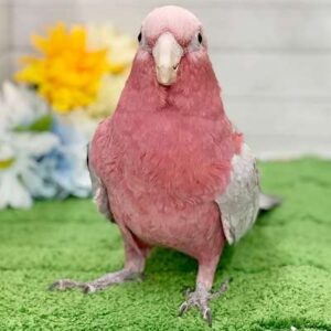 モモイロインコ IMG_4214