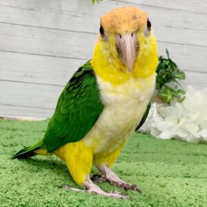 シロハラインコ IMG_4272