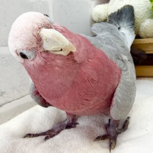 モモイロインコ IMG_6073