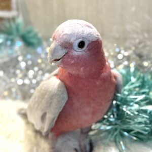 モモイロインコ IMG_9890