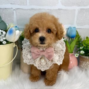 トイプードル PT1