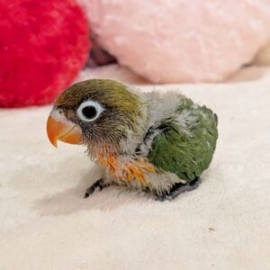 ボタンインコ PXL_20260703_044429141