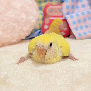 コザクラインコ(ゴールデンチェリー) PXL_20260719_042025335