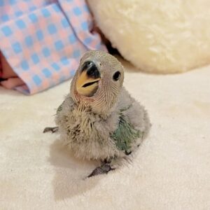 コザクラインコ(ブルー) PXL_20260719_042916861