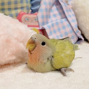 コザクラインコ(シナモン) PXL_20260725_064615535