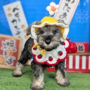 ミニチュアシュナウザー シュナ4