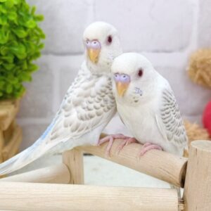 batch_IMG_5654