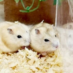 ジャンガリアンハムスター(プディングイエロー) batch_IMG_5812