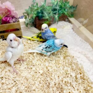 セキセイインコ(色変わり) batch_IMG_6109