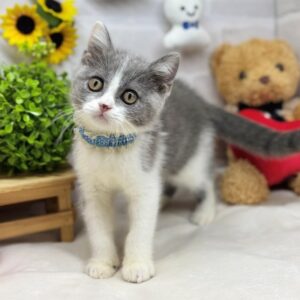 batch_IMG_9164