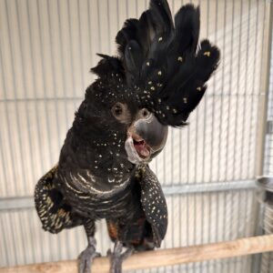 アカオ黒オウム