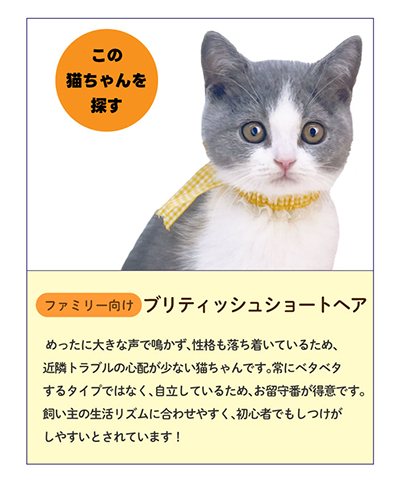 ブリティッシュショートヘア