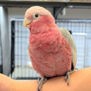 モモイロインコ も1