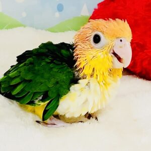 シロハラインコ Screenshot