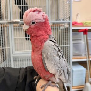 モモイロインコ image0