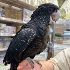 アカオクロオウム image0