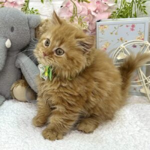 マンチカン image0