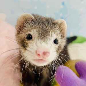 マーシャルフェレット image0
