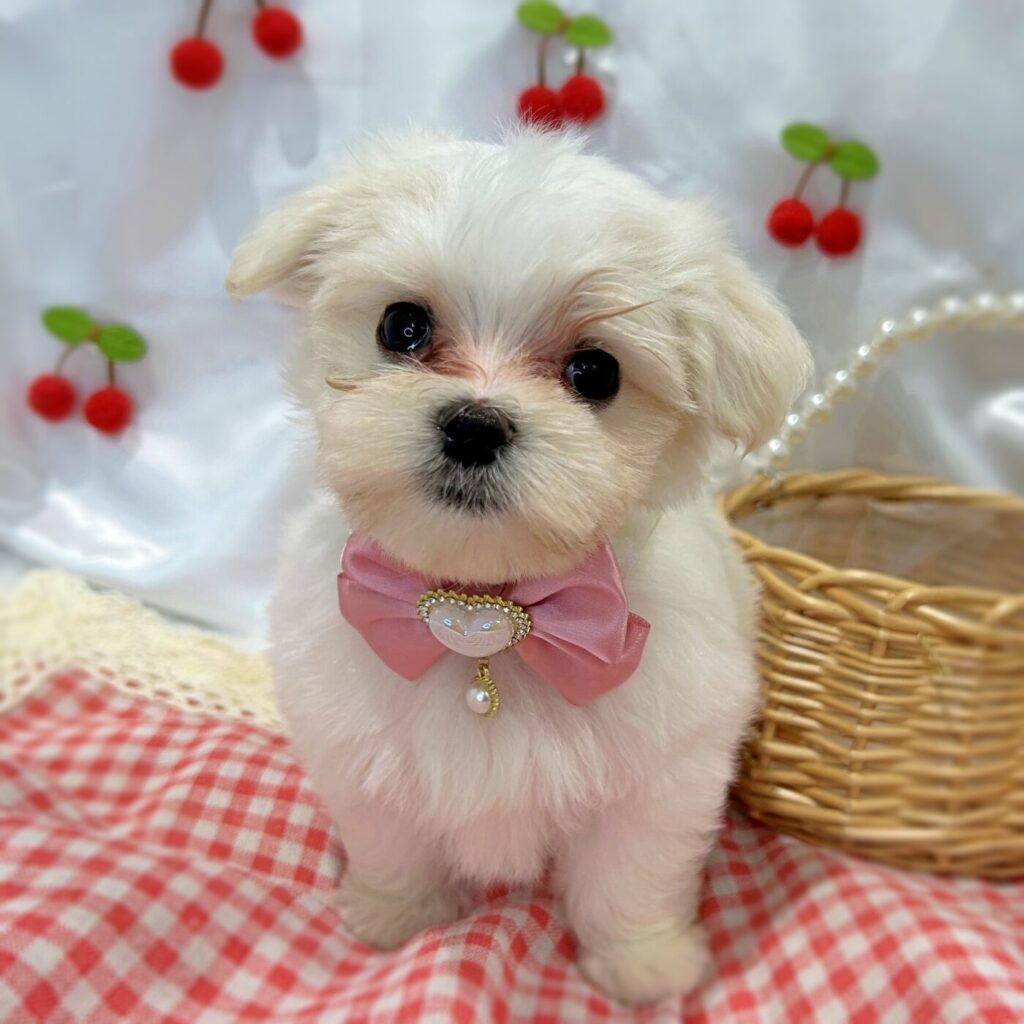 マルチーズ - 大阪・兵庫のペットショップ｜犬猫・トリミングなら