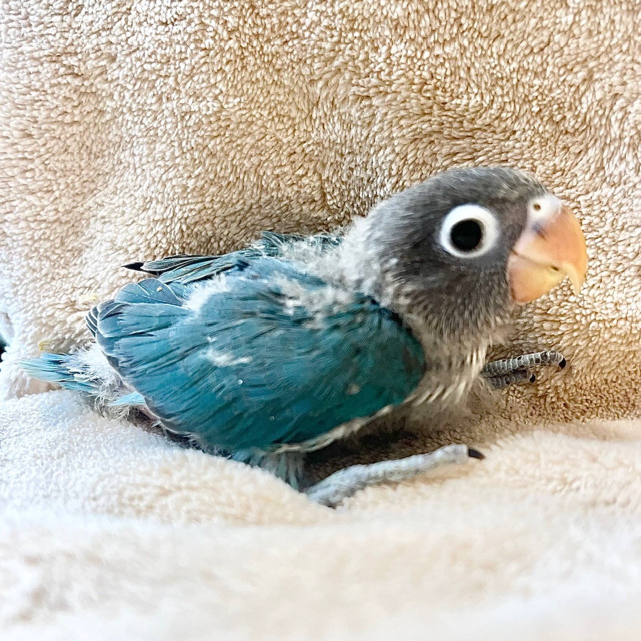 ブルーボタンインコ - 大阪・兵庫のペットショップ｜犬猫・トリミング