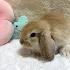 ホーランドロップ image155
